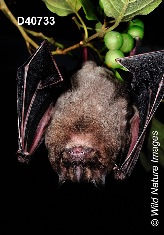 Artibeus obscurus, Dark Fruit-eating Bat